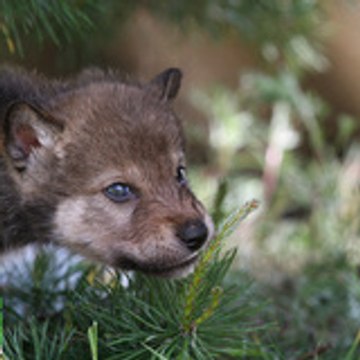 RT Wolves Live