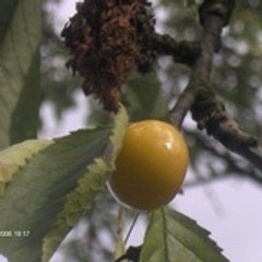 lecerisier