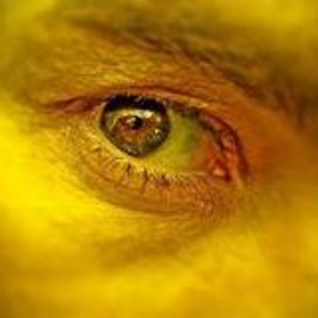 Jean-François Dupuis