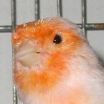 ali
