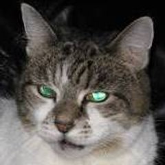 poppythesmallcat