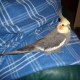 rachi