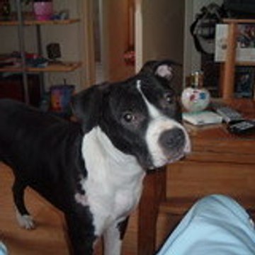 Amstaff