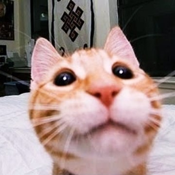 Funnymals