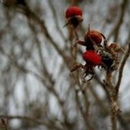 Franklin Thomas Alexander Booth