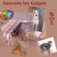 Galgos_animal_conscience