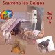 Galgos_animal_conscience