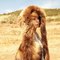 Henrietta-Aime-Fumer_Tv