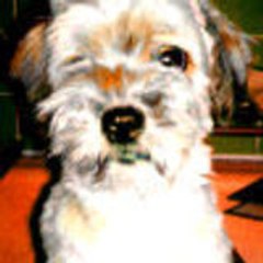 Pavlowsdog