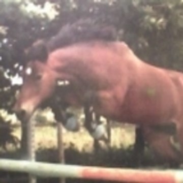 claribouillette