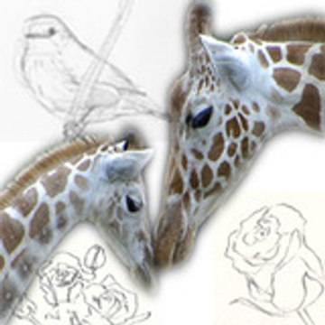 GiraffeLover89