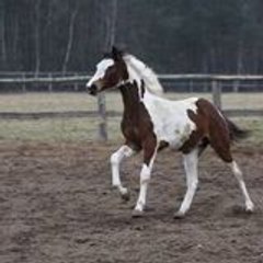 ogur_ek