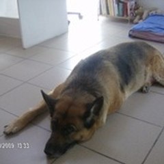 Herakles