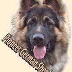 LongHairedGermanShepherds