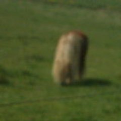 chachou  havelange