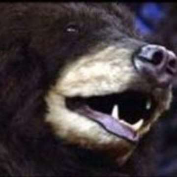 Animatronic Bear