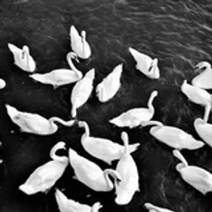 BLUE_SWAN