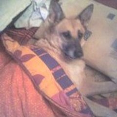 Terminiature Lang Melinda