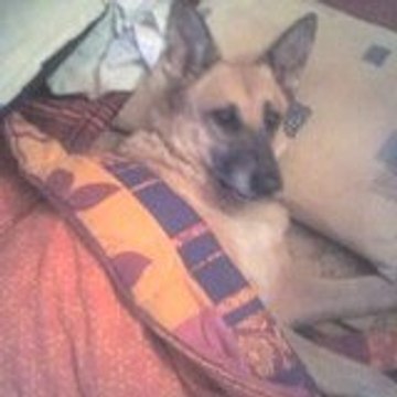 Terminiature Lang Melinda