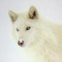 theindigowolf