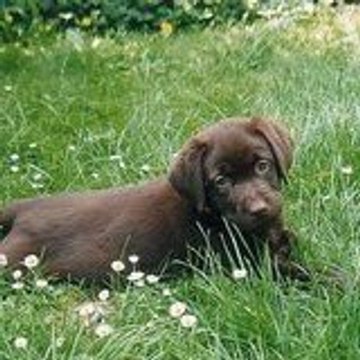 labrador