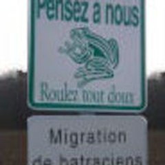 batracien 28
