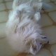 gRattouille