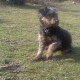 JACKAL