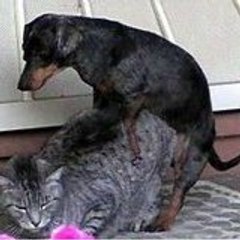 dogsmating