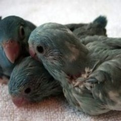 Parrotletbirds Birds