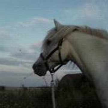 LES PONEYS DE SOPHIE 77 Poney-club