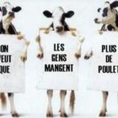 mdrrr du-lol