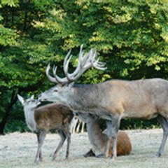 wildgehegehellenthal