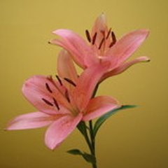 calessandra