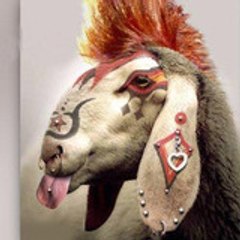 nimoutonnibouffon