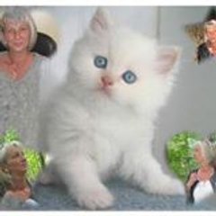 christine carnez christine