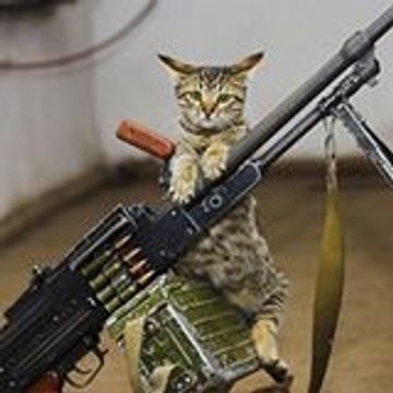 Cavalin Brieg