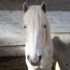 hortense