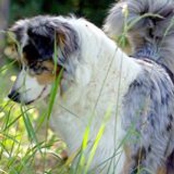 bergersaustraliens72