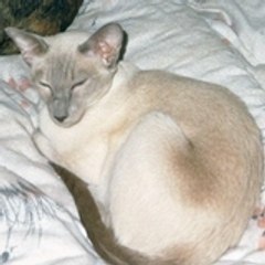 SiamCats