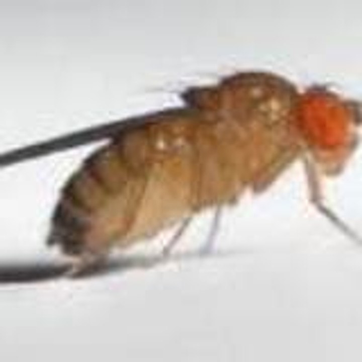 Dailymotion profile picture for @drosophila