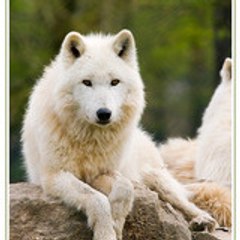 graywolf49