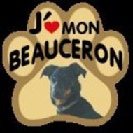 Beauceron34