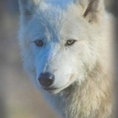 Sunkmanitu_Tanka