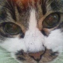 seetin