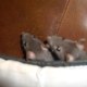 ratounettes2009