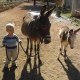 Centre Equestre De Nans Les Pins