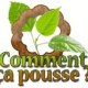 Comment ça pousse