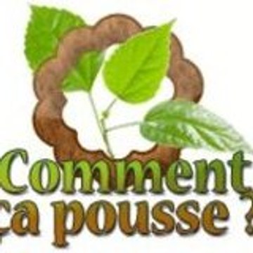 Comment ça pousse
