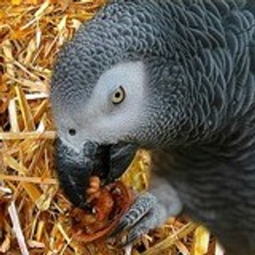 philoulemerou